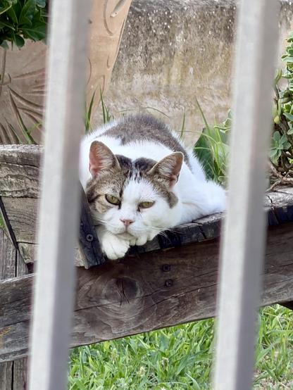 A fluffy white-and-grey cat lounges on a wooden bench behind metal bars, paws neatly crossed, wearing the unmistakable expression of someone who has been wrongly imprisoned and would like to speak to the manager.