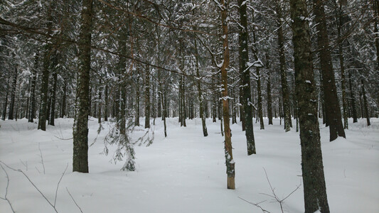 Snow in the black forest
