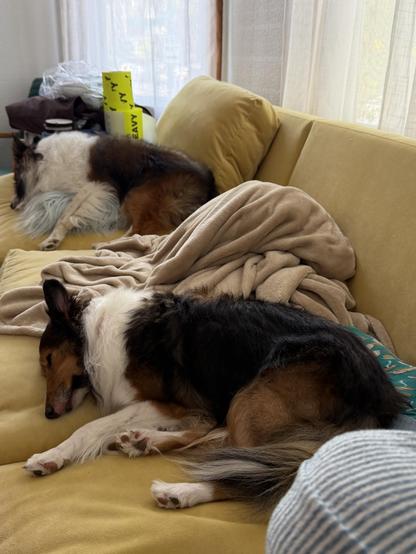 two sleeping Shetland Sheepdogs on a pale yellow couch