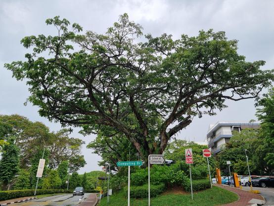 A glorious tree at the start of Computing Drive, with a sign pointing towards the School of Computing.