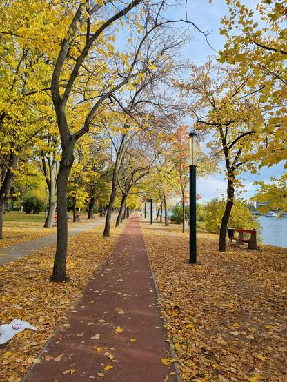 Red running track and yellow autumn leaves this morning on Margaret island in Budapest.