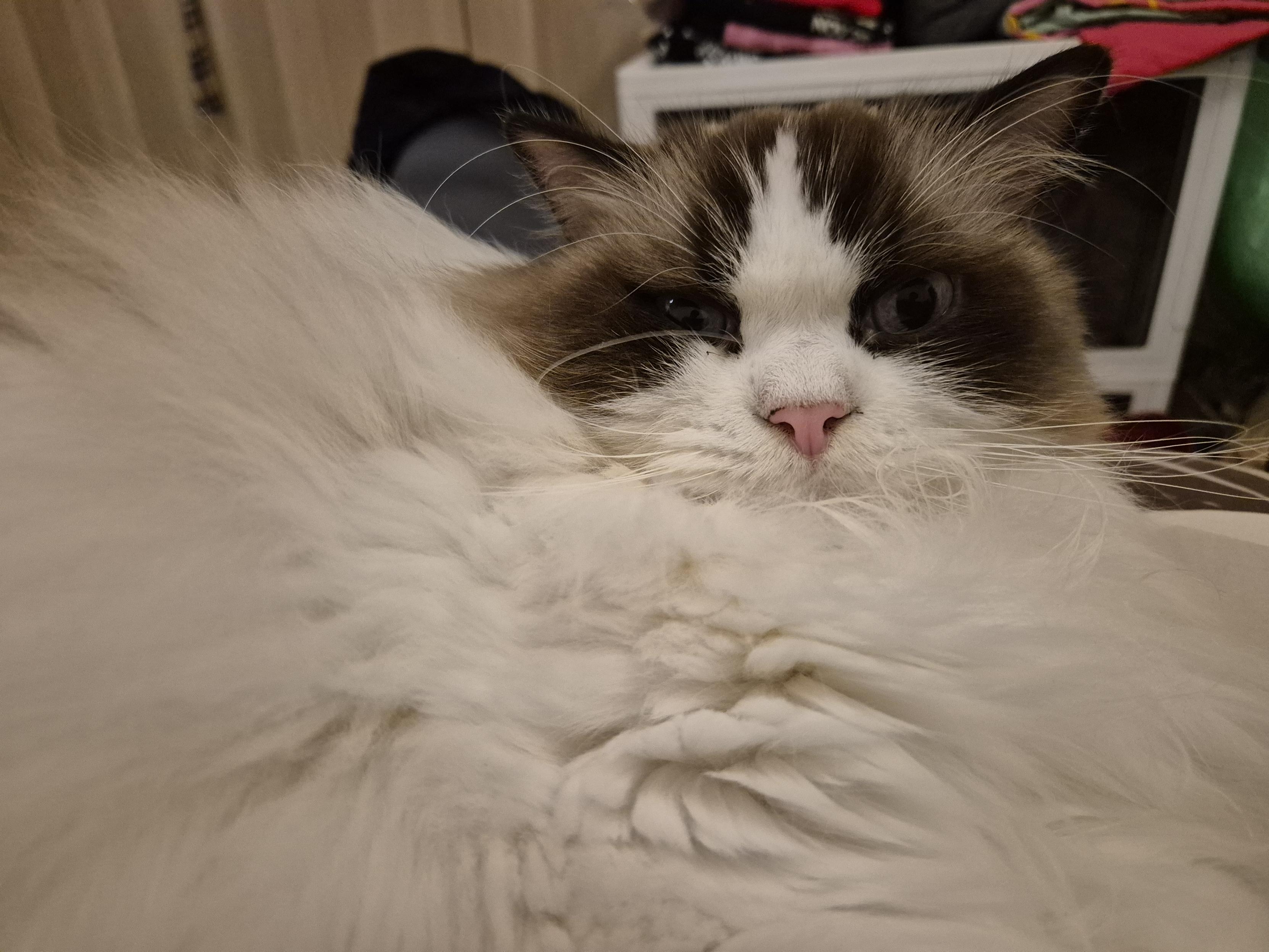 Photo of a cat who is so fluffy you can only see the head in all the floof.