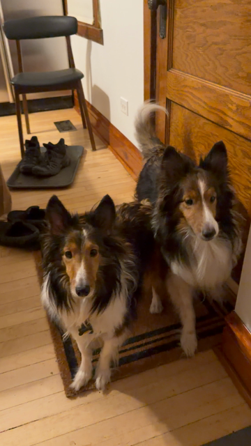 video of my two shetland sheepdogs spinning in circles out of excitement