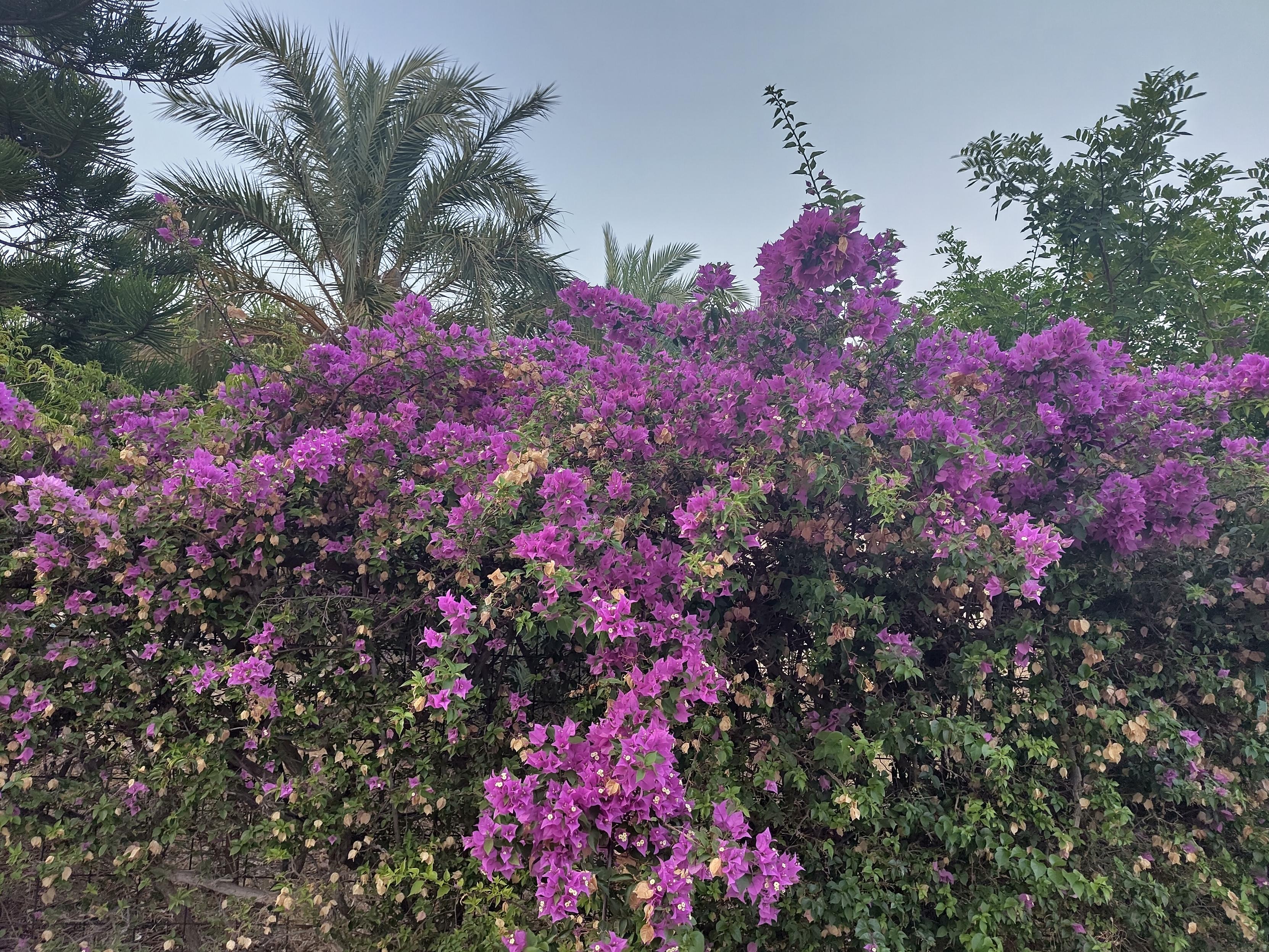 Foreground, a burst of purple flowers. Background palm trees